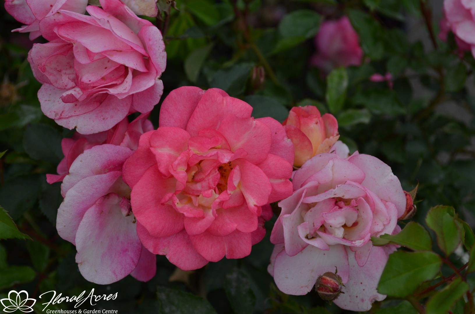 Rose Sunrise Sunset Floral Acres